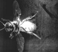 Flapping Bees