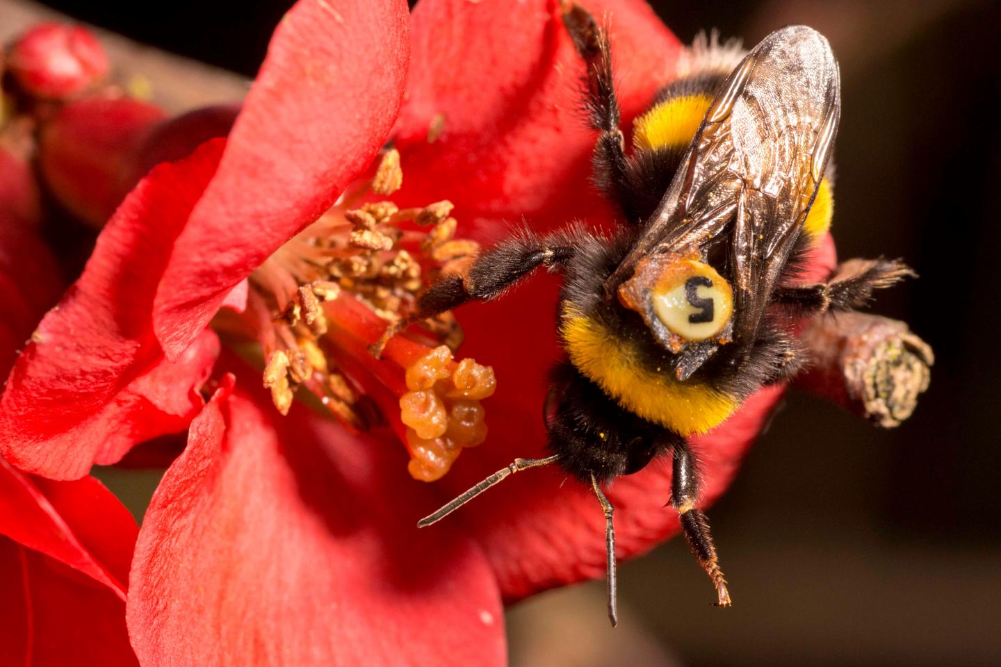 QMUL Tagged Bee on a Red Flower