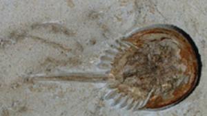 Cambrian explosion may have occurred much earlier than previously thought