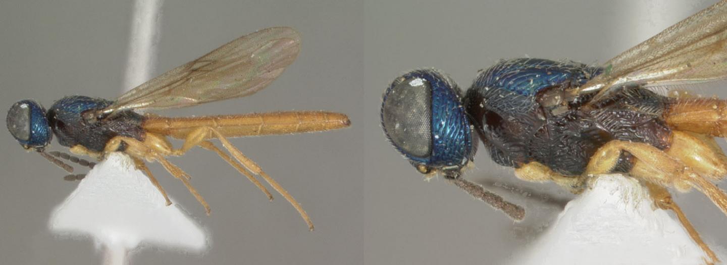 <i>Chromoteleia semicyanea</i>