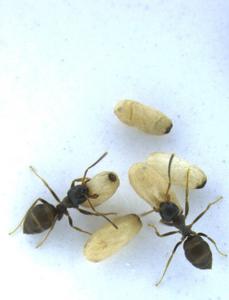 Worker ants and their pupae