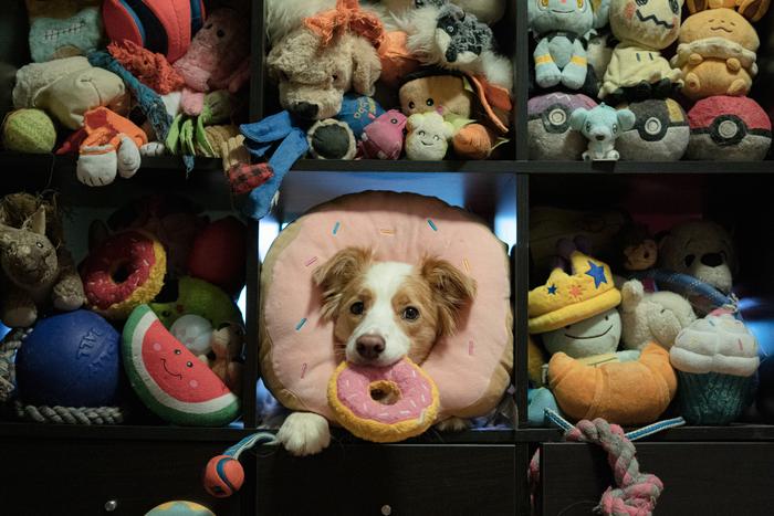 Dogs with a large vocabulary of object labels learn new labels by overhearing like 1.5-year-old infants