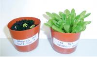 MDHAR6 Plants with Enhanced TNT Tolerance