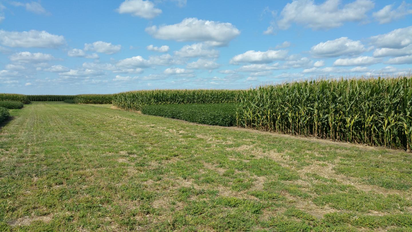 Long-term Corn-soy Rotation