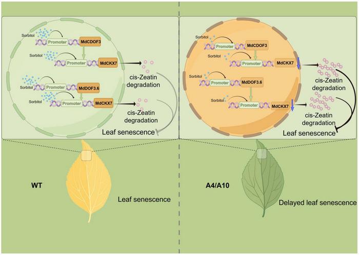 A pattern diagram of MdCDOF3/MdDOF3.6-MdCKX7 mediated leaf senescence.