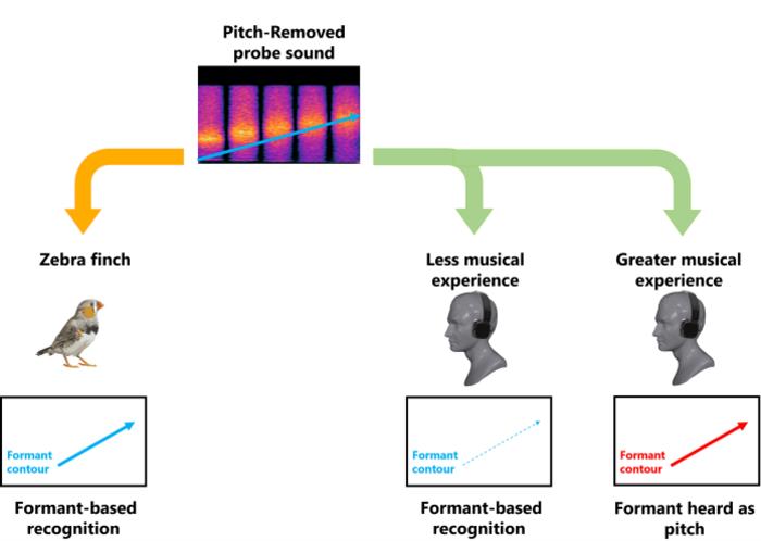 Pitch removed probe sound