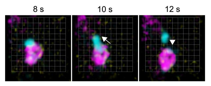 SNX and the core retromer function in distinct retrograde pathways.
