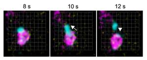 SNX and the core retromer function in distinct retrograde pathways.