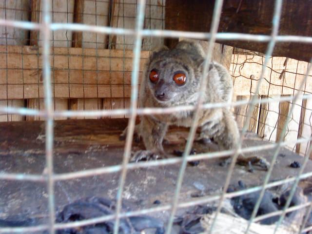 A Pet Lemur in Madagascar