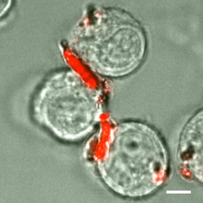 Cellular 'Backpacks' Could Treat Disease while Minimizing Side Effects