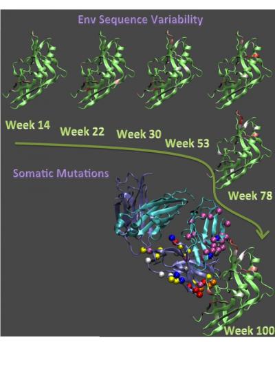 Co-Evolution of Virus and Antibody