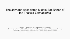 Thrinaxodon jaw hearing