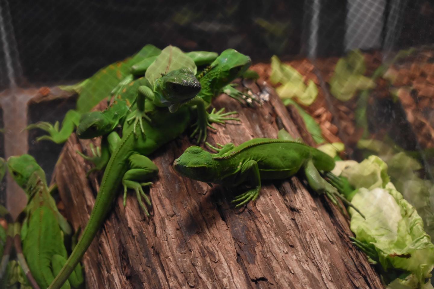 Repticon 2018