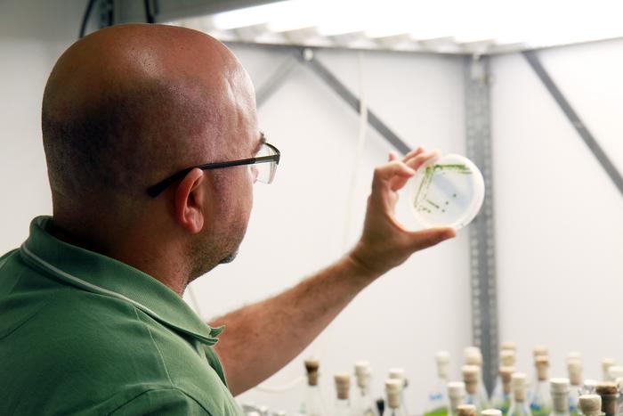 Cultivation of  Chlorella ohadii
