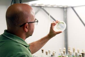 Cultivation of  Chlorella ohadii