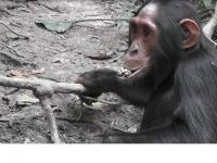 Adolescent Female Eats Clay