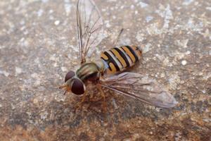 A marmalade hoverfly