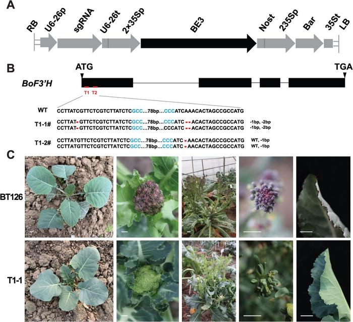 CRISPR/Cas9-induced BoF3’H gene mutants and their phenotypes.