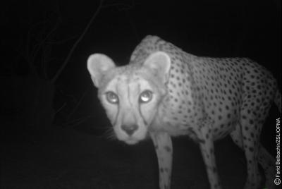 Saharan Cheetah (2 of 2)