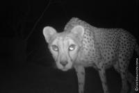 Saharan Cheetah (2 of 2)