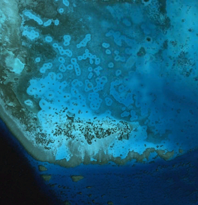 Reef halos from above