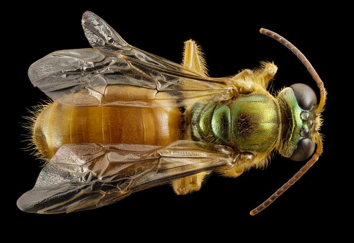 Megalopta genalis 2
