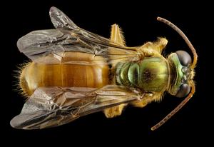 Megalopta genalis 2