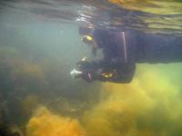 Goby Watching