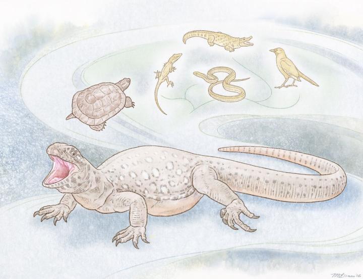 <em>Eunotosaurus</em>