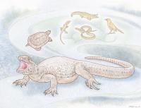 <em>Eunotosaurus</em>