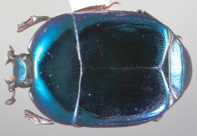 <i>Baconia disciformis</i>