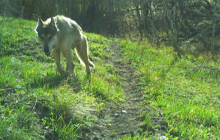 Wolf walking