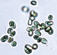 Photosynthetic Algae