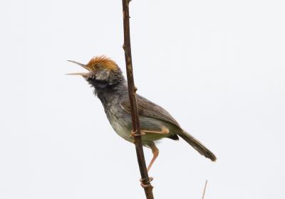Cambodian Tailorbird