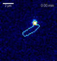 Lambda Phage Infects an <I>E. coli </I>Cell