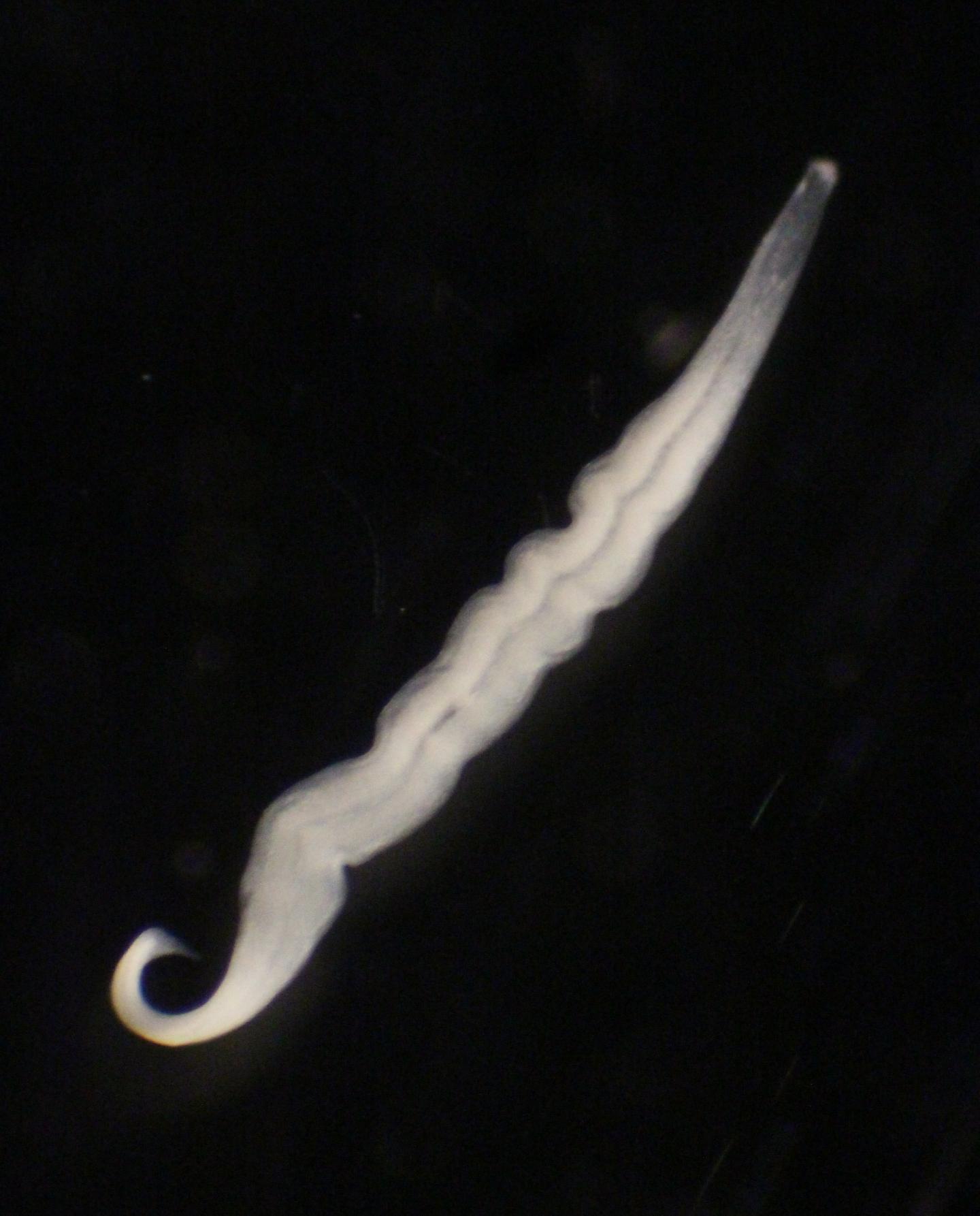 Kentrophoros sp. (1 of 2)