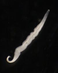 Kentrophoros sp. (1 of 2)