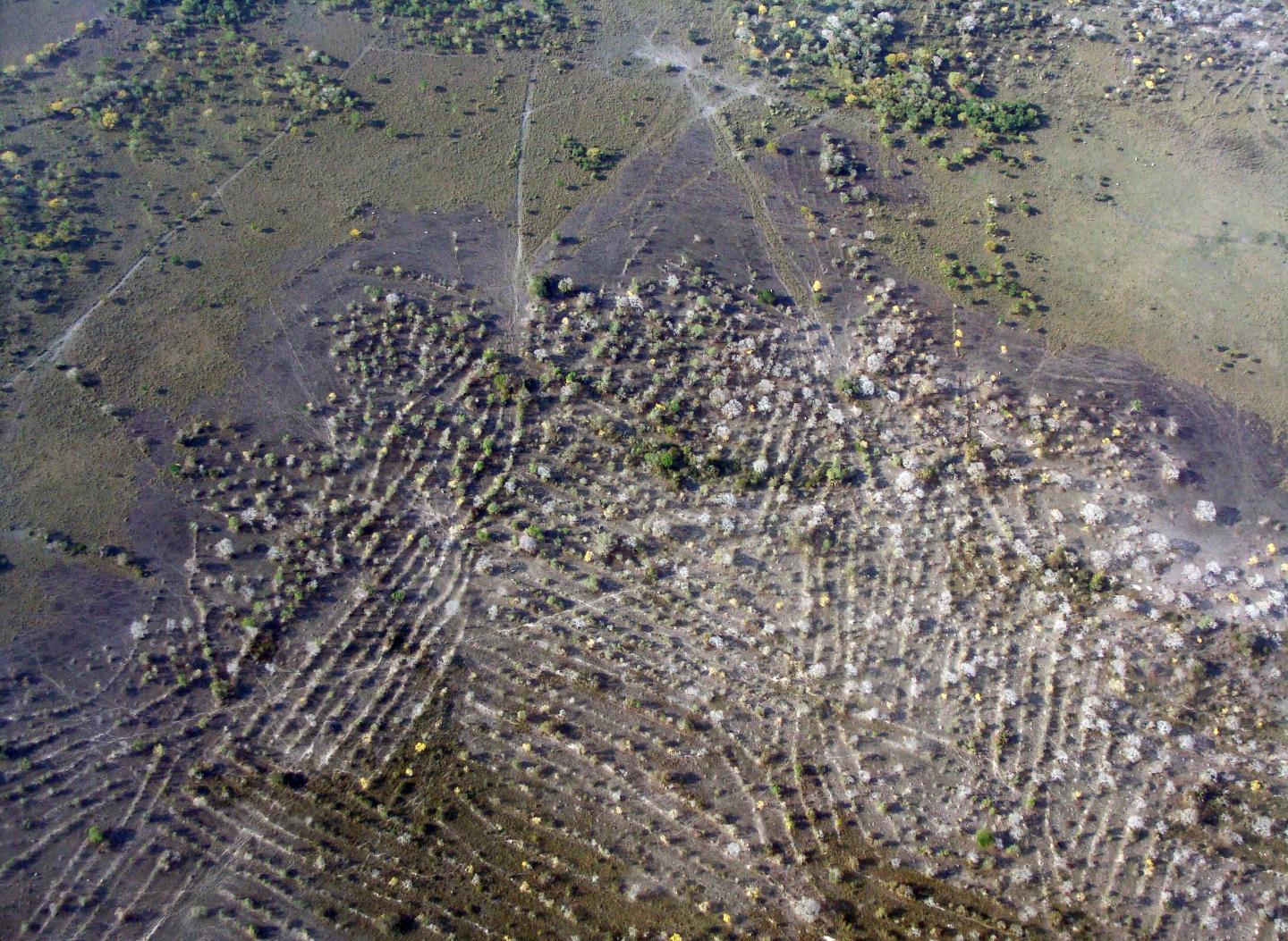 Raised Fields from Bolivia