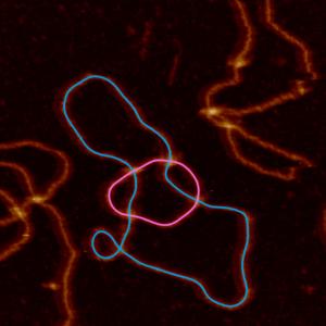 DNA Topology image 3