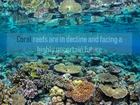 Future Reefs and a Changing Climate for Seagrass