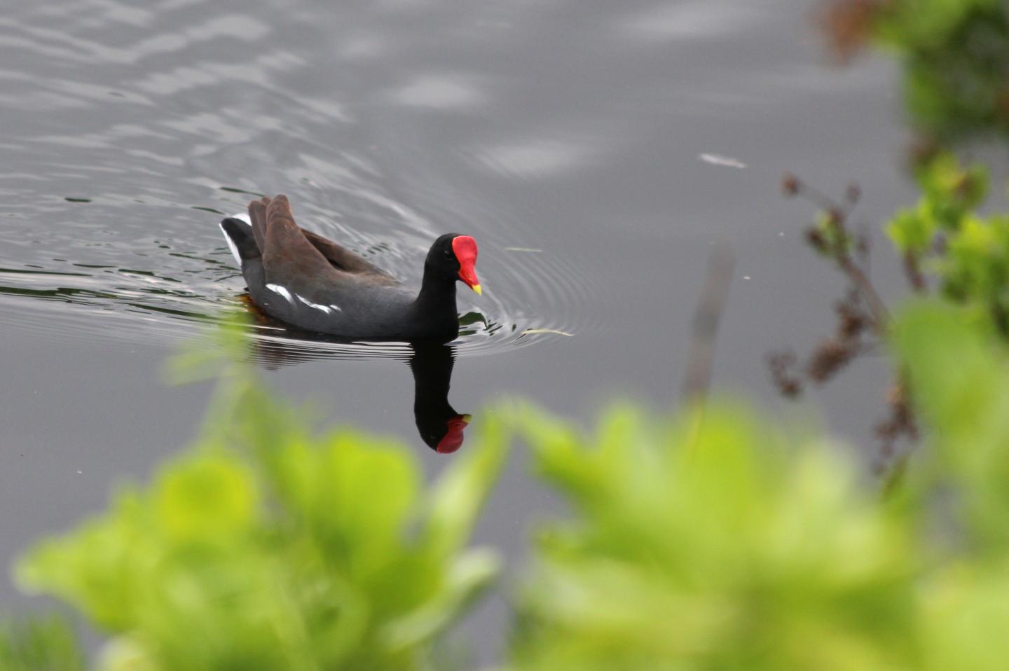 Hawaiian Gallinule