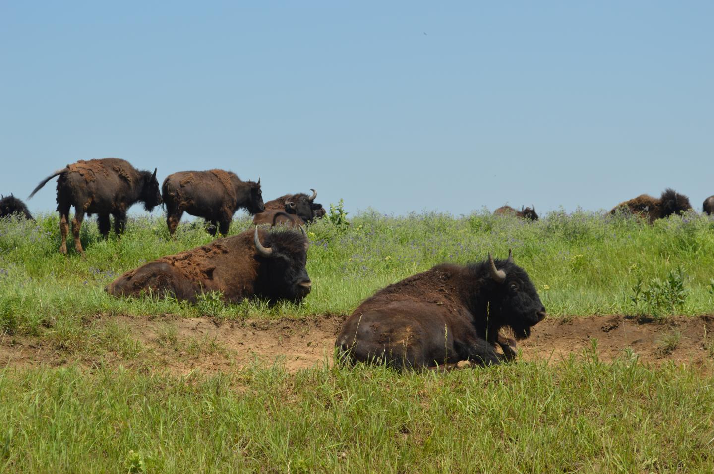 American bison
