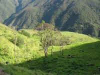 Pasture