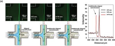 Oligopeptide Nanostructures