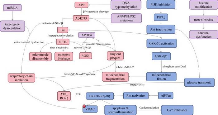 The core pathological mechanism of AD manifests as Aβ-Tau toxic synergy (red module)