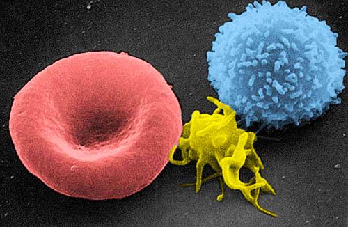 Blood Cells