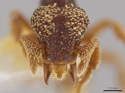 <i>Eurhopalothrix semicapillum</i>