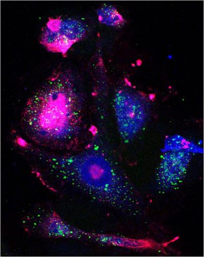 Confocal Microscopy Image