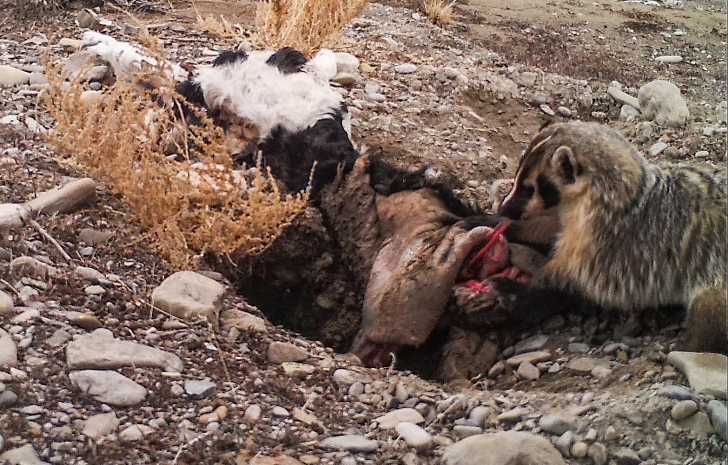 Camera Trap Image