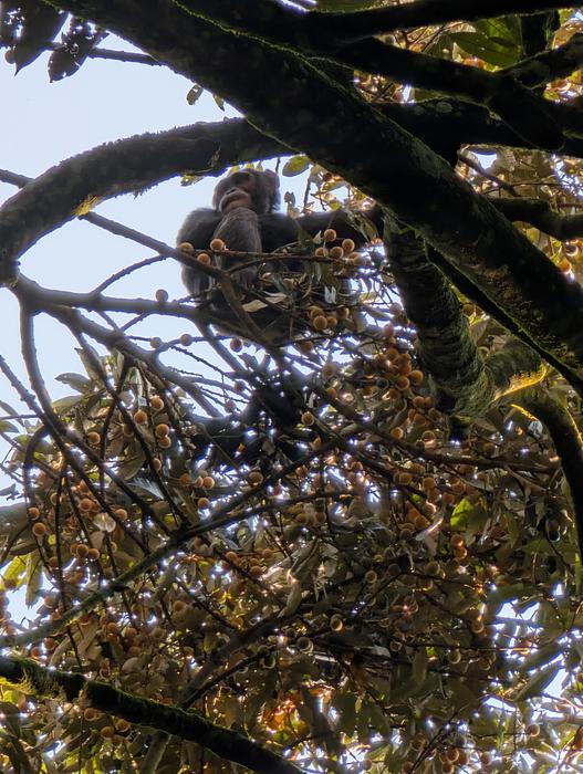 Foraging chimpanzee